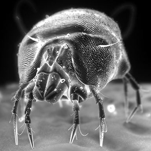 The truth behind the Dust Mite